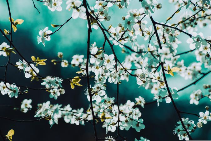 Branches with green background