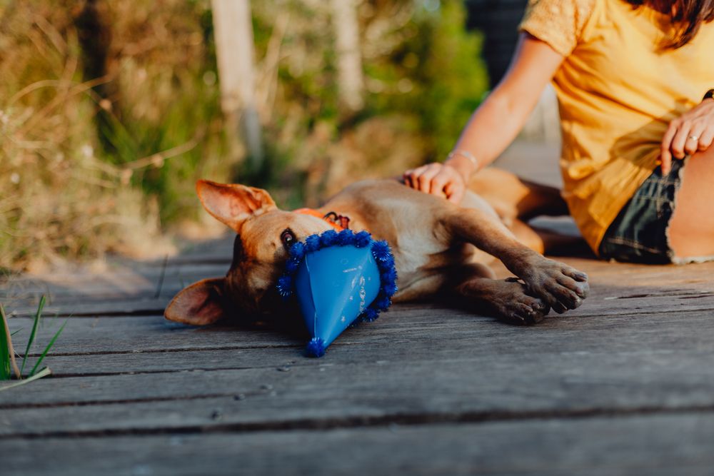 Casual young woman resting next to brown dog with party hat