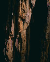Texture of tree bark