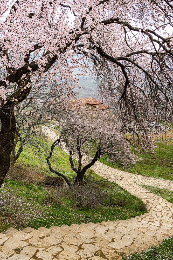 Spring landscape with blooming almond tree