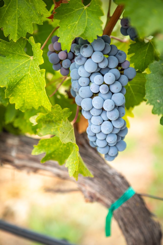 Lush Wine Grapes Clusters Hanging On The Vine