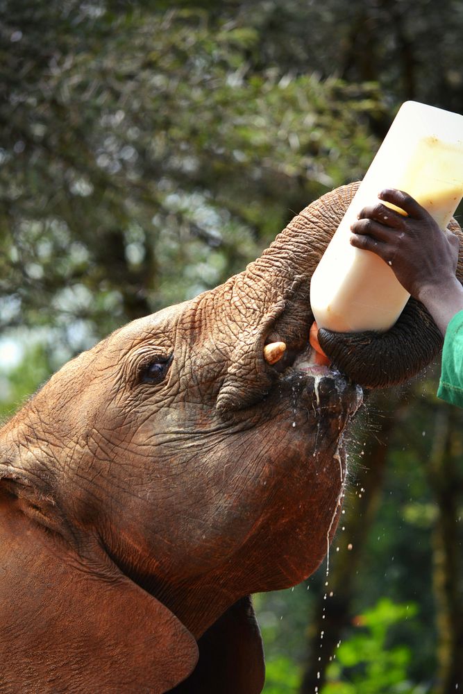 Elephant drinking milk from bottle