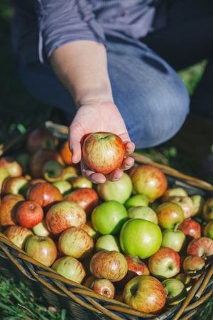 Person showing organic apple from the harvest