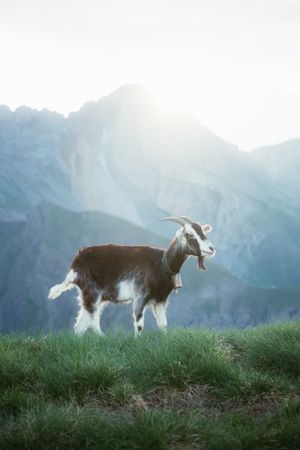 Goat grazing on meadow in Pyrenees mountains