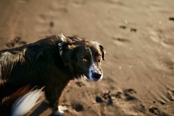 Funny dog on beach