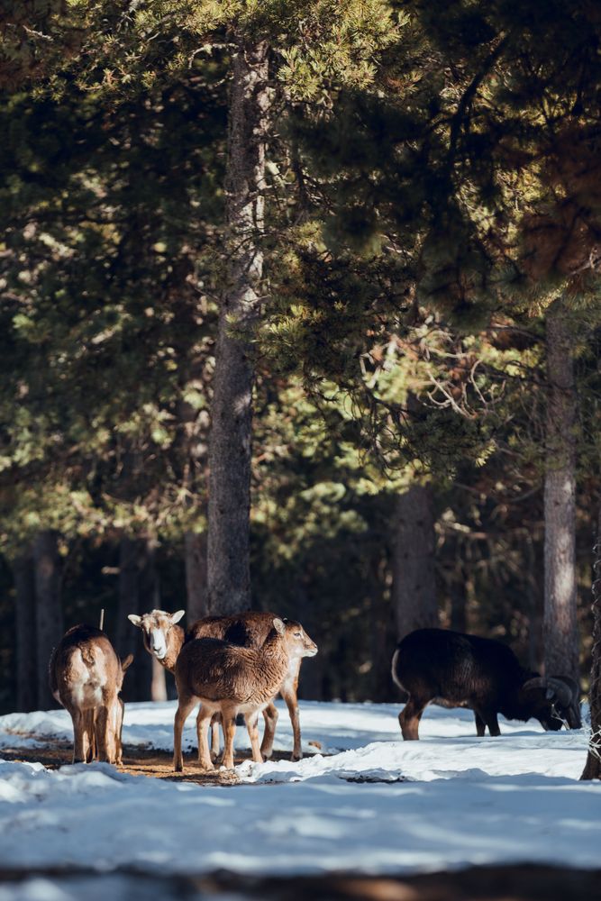 Wild sheep pasturing between trees and snow