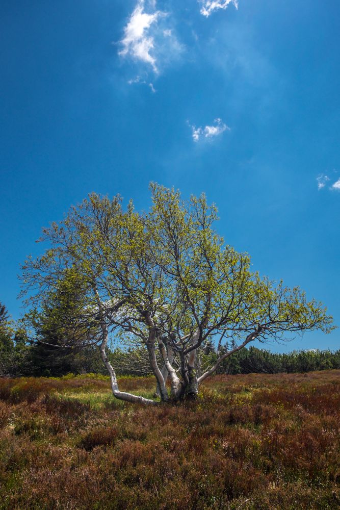 Tree growing in a sunny field