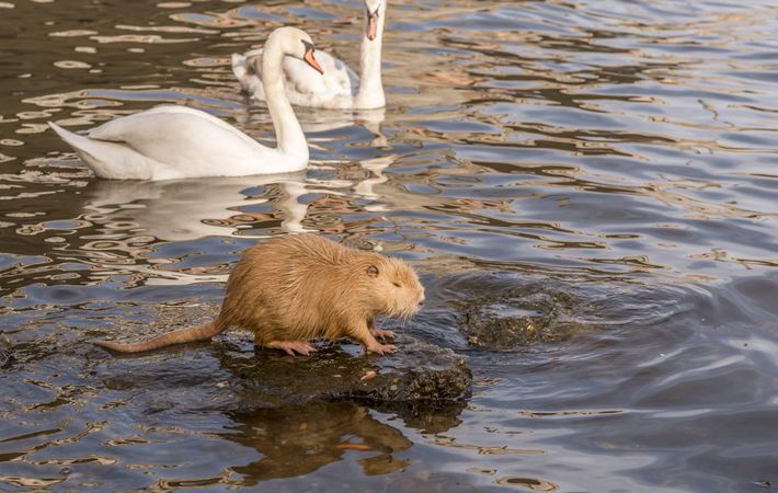 Image with a Coypu and swans in the background