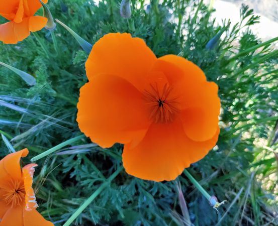 California poppy with orange petals and green stems