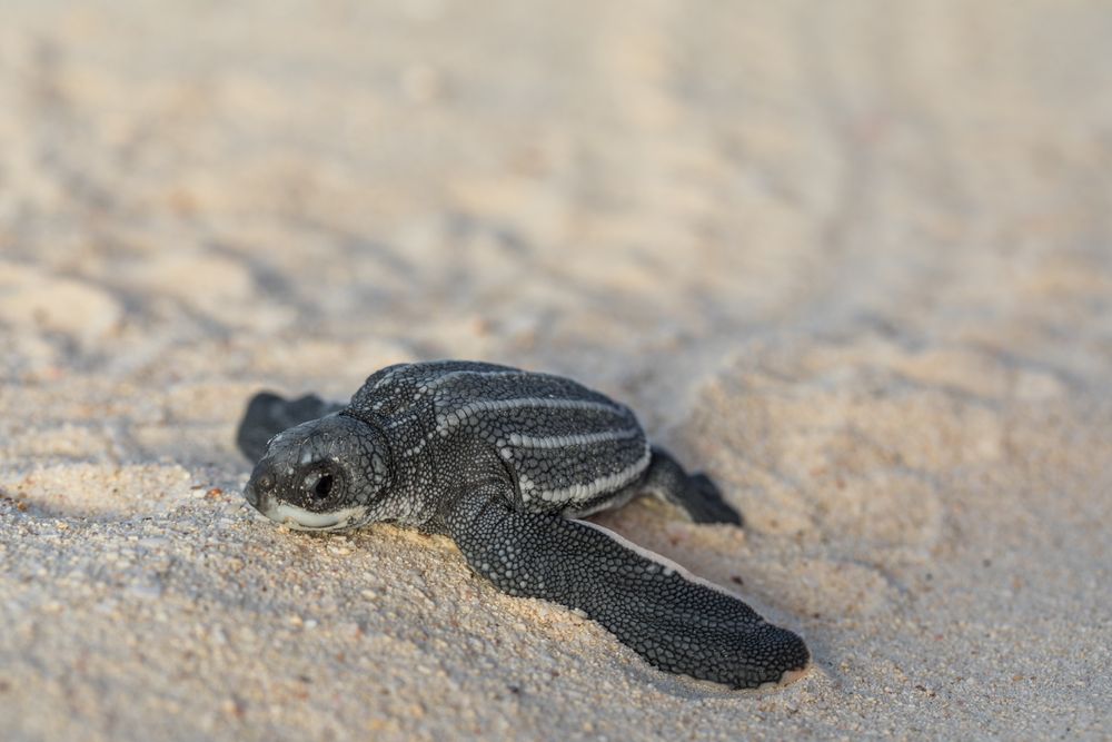 Baby turtle crawling on sand to water