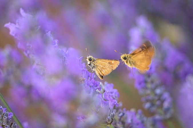 Side view of two small butterflies hanging off purple flower
