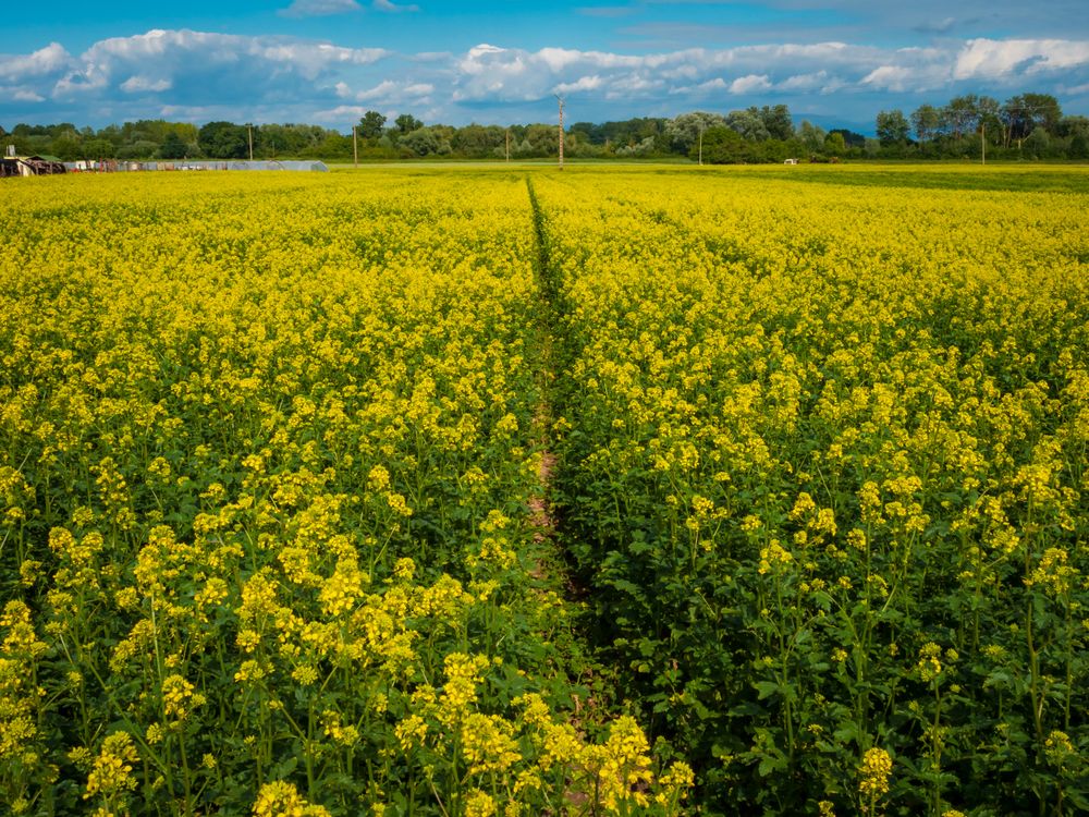 Flowering fields of yellow rapeseed. Sunny spring day. Nature.