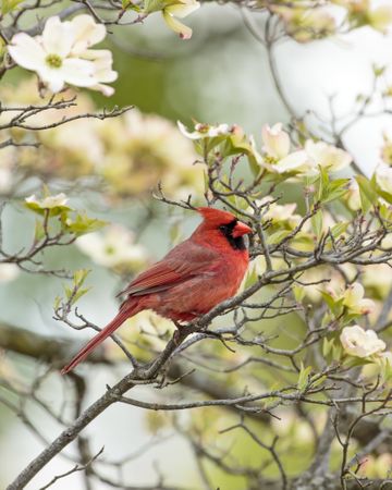 Red cardinal perched on tree branch