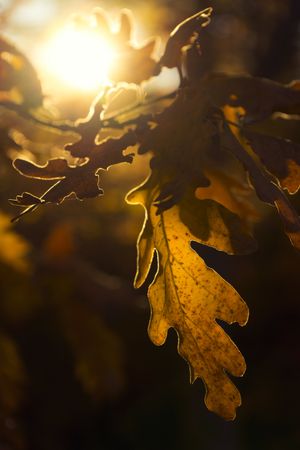 Autumnal oak leaves in sunlight