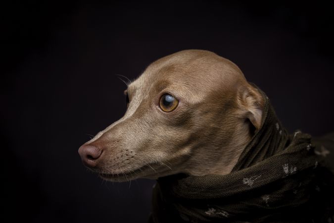 Italian Greyhound dog with scarf