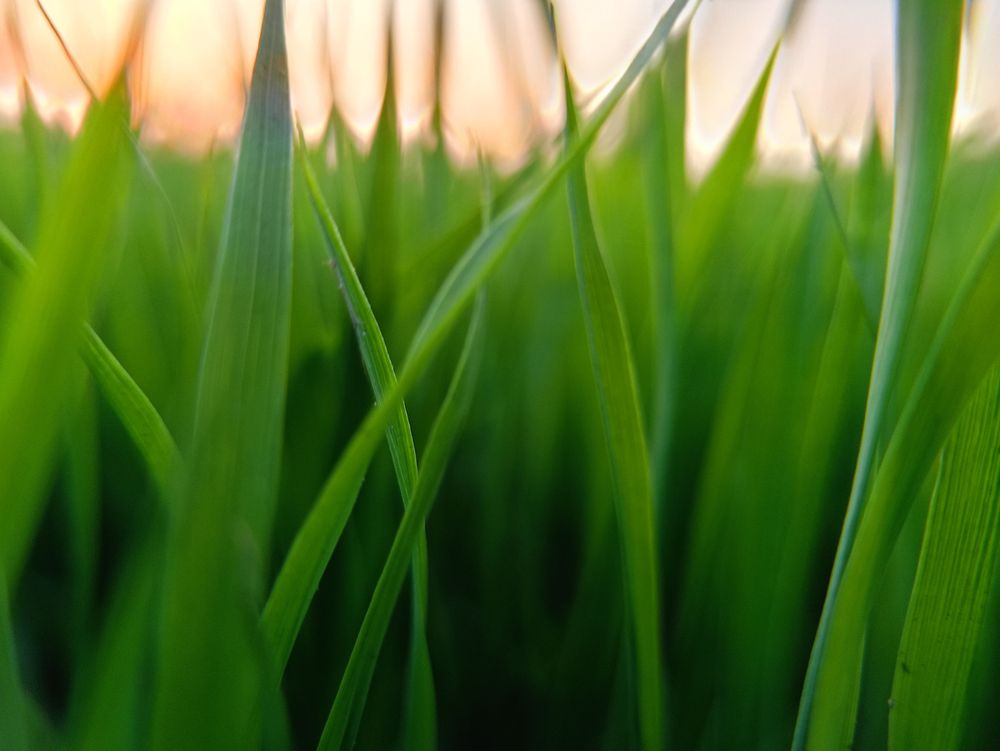 background of rice fields with beautiful morning dew