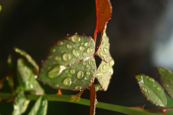 drops and leaf