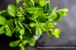 Top view of lush green mint leaves in pot 0v3XEo