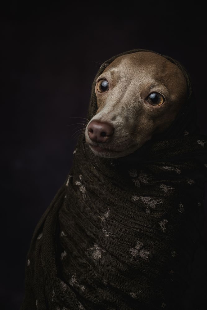 Italian Greyhound dog with scarf