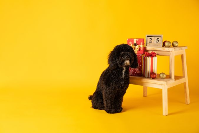 Concept of Merry Christmas, funny Christmas dog