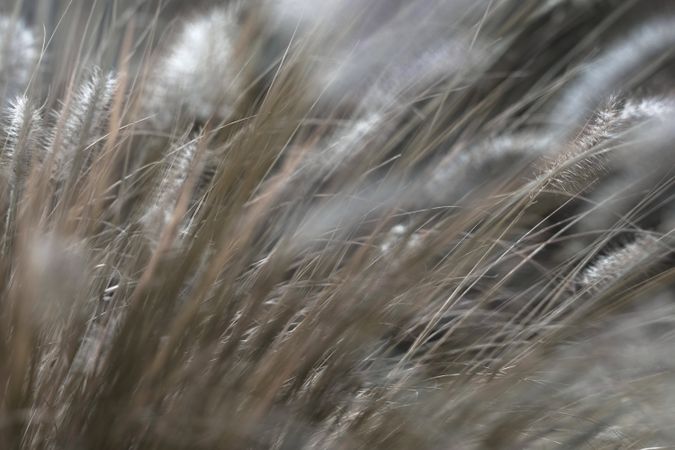 Meadow with dry plants