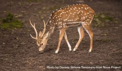 Young axis deer male searching food on ground bGg2Vb