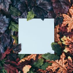 Fall leaves of amber, dark, green, and maroon surrounding paper square