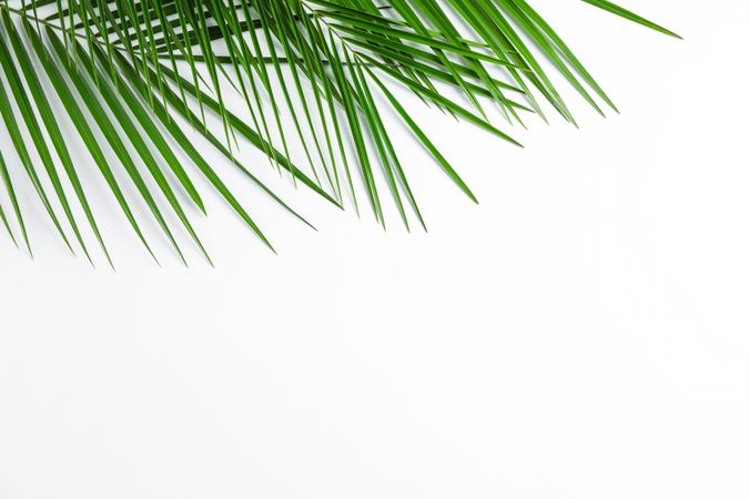 Beautiful palm leaves on blank background, top view and space for text. Exotic plant