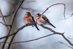 Common Redpolls in Aitkin County, Minnesota