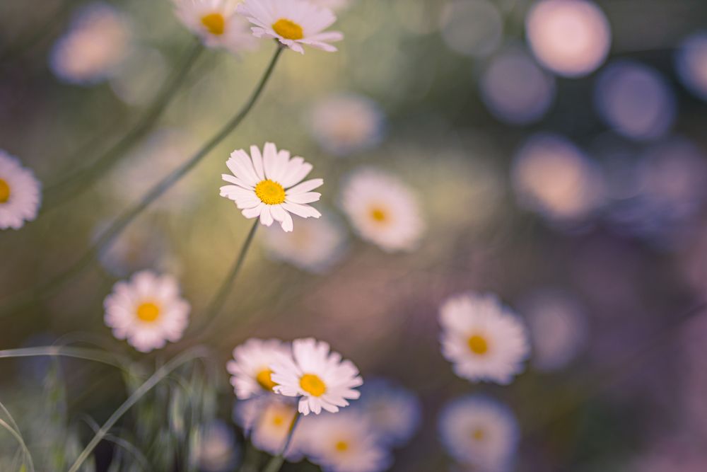 Beautiful daisies with selective focus