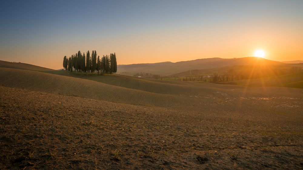 Small grove on empty dry field