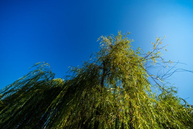 Willow tree as a natural background