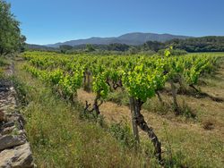 Vinyard terrace in Côtes De Provence, France