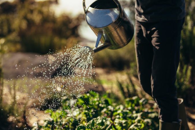 Cropped shot of man watering vegetables with sprinkling can