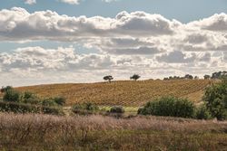 Agricultural fields on hill under cloudy sky
