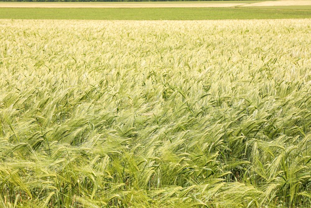 Green barley field, space for text. Agriculture