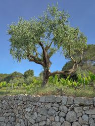 Olive tree leaning over stone wall in Côtes De Provence, France