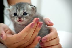 Cropped image of hand holding gray kitten 563oN4