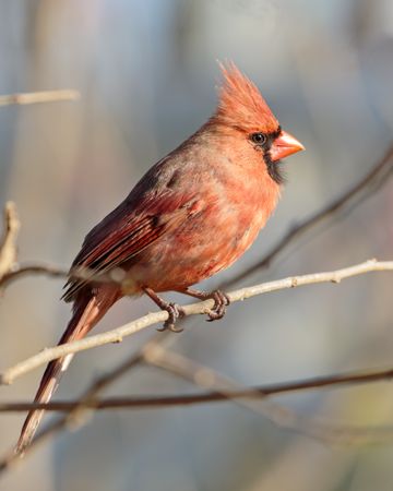 Orange northern cardinal perching on tree branch in close-up