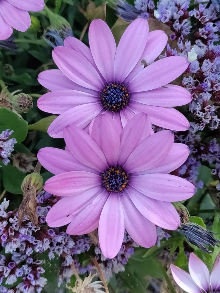 Two purple African daisy flowers, top view