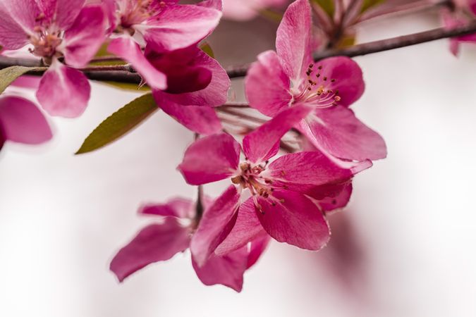 Branch of pink flowers