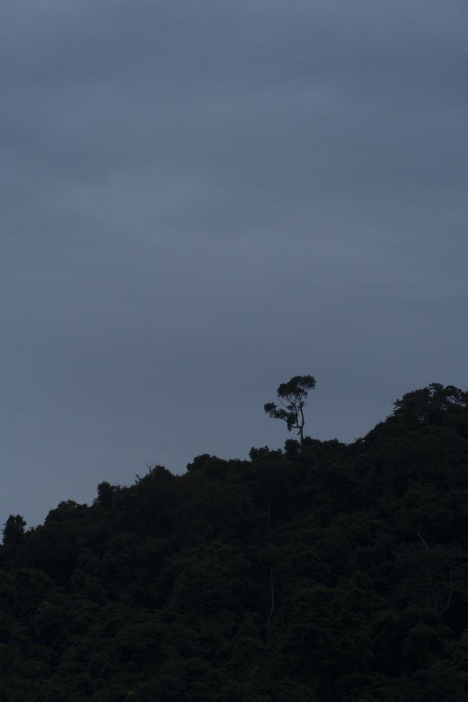 Silhouette of trees on slope in clouds