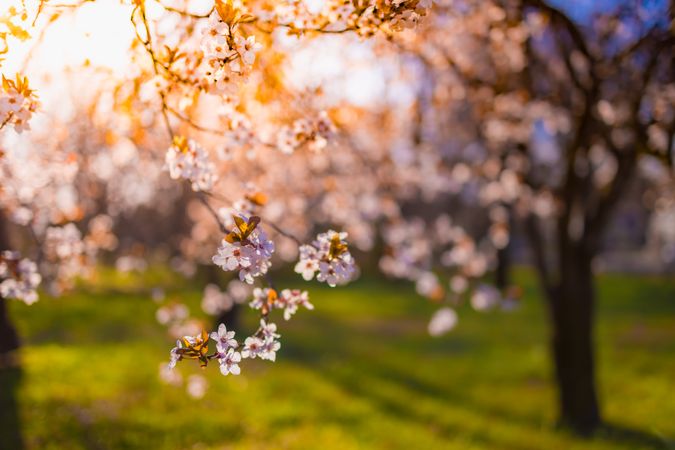 Cherry blossom tree in a field