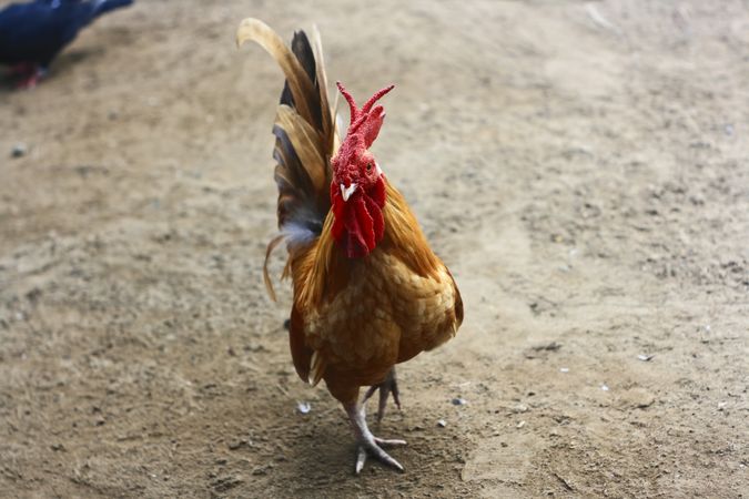 Rooster standing in gravel