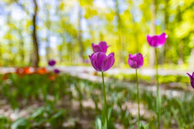 Purple tulips growing outside