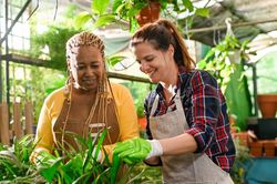 Cheerful diverse women working in greenhouse
