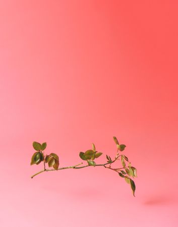 Branch on bright pastel pink sunlit background