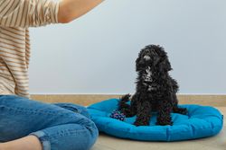Cute poodle pet at home playing with owner while sitting on blue bed