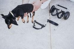 Man fixing wheelchair on dog
