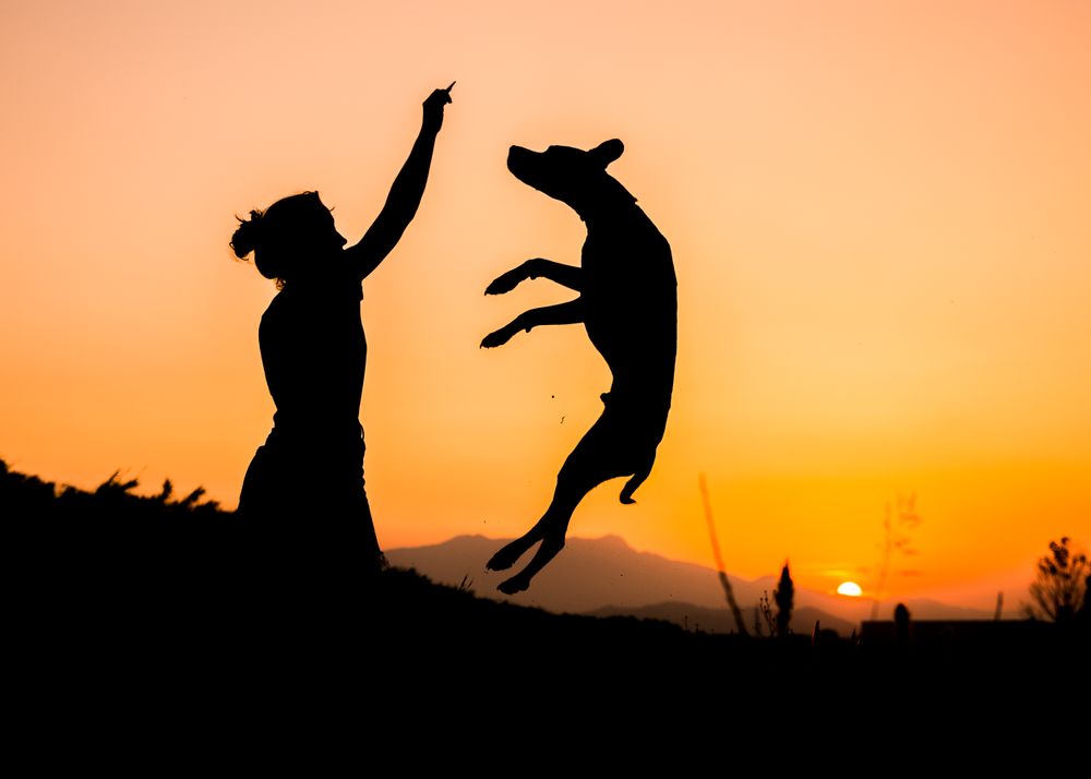 Female playing with dog at hilly area in evening